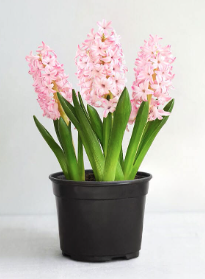 8" Hyacinth - Pink DISSVF