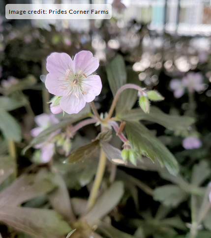 1G Geranium Maculatum 'Espresso' - 1003333