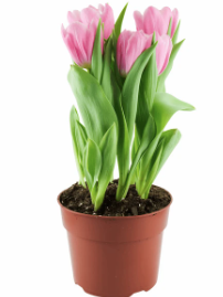 8" Tulip - Pink