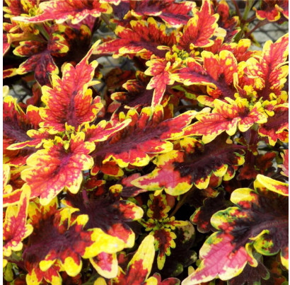 9" Coleus 'Stained Glassworks Golden Gate'