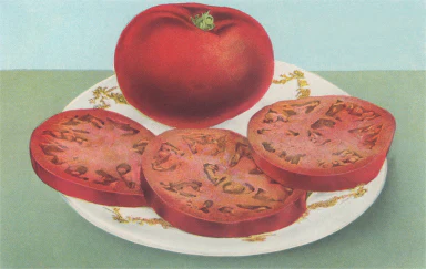 Found Image Press - FR-355 Postcard: Fresh Tomato and Slices FR-00355-PC2001-M