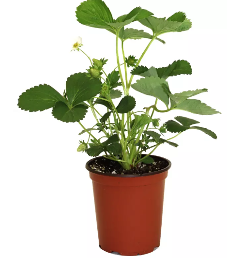 5.5" Table Strawberry - G2755