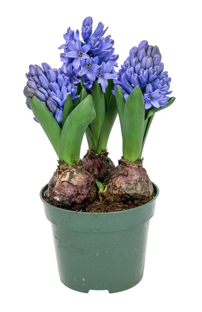 4.5" Hyacinth - Blue