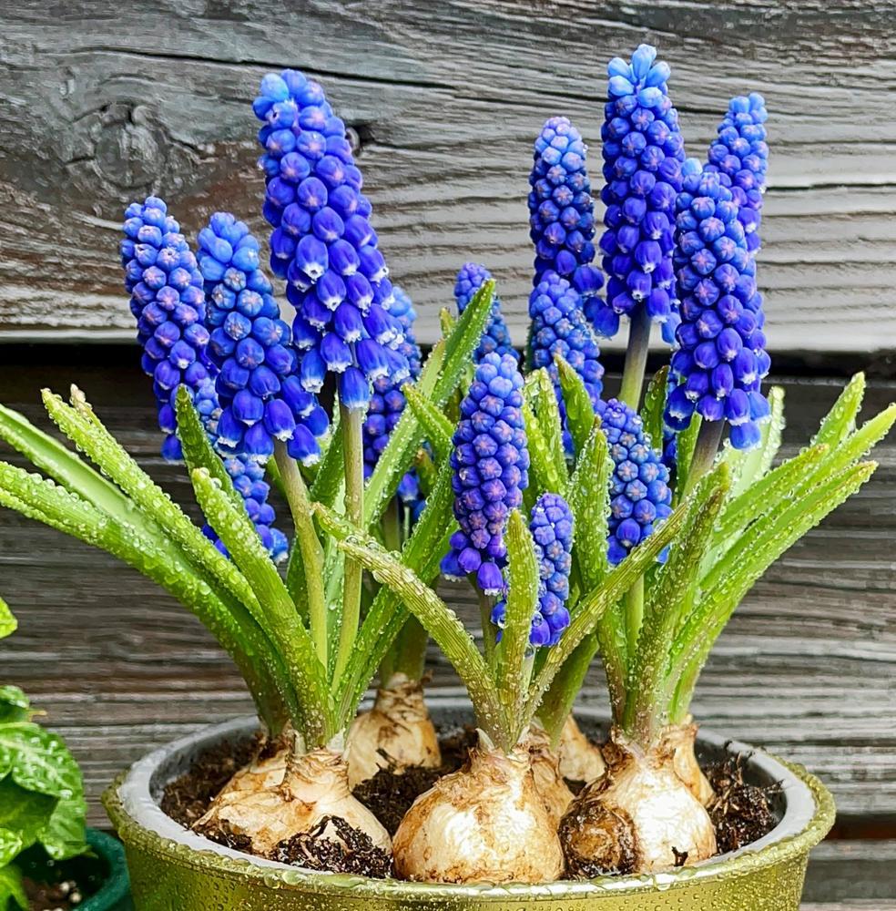 8" Hyacinth - Blue