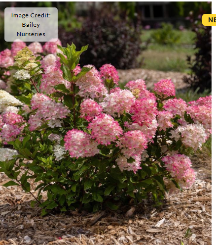3G Hydrangea paniculata (Hydrangea paniculata) - 'Spring Sizzle' - 1021915