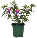 4" Fuchsia - Pink / Purple - A5804 DISSVF