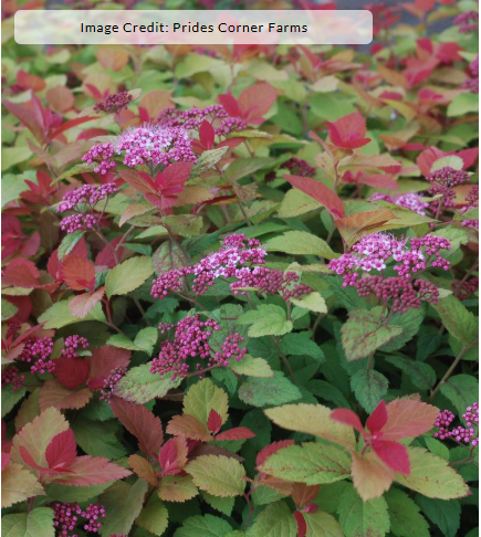 3G Spiraea x Double Play 'Big Bang' - 1004555
