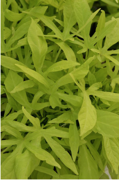 306 Ipomoea batatas 'Spotlight Lime"