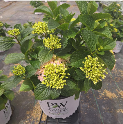 3G Hydrangea Macrophylla 'Wee Bit Innocent' - Bigleaf Hydrangea -  1020931