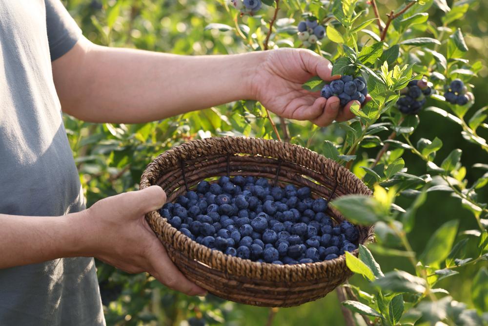 Blueberries - Local, Hollis, NH - Pint