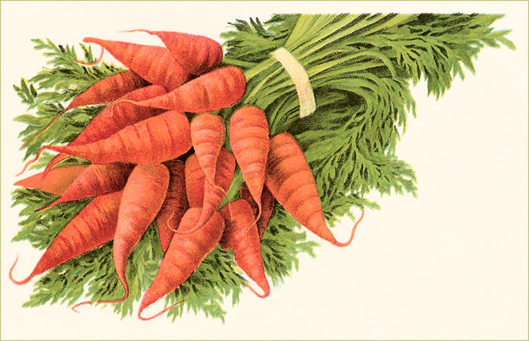 Found Image Press - FR-179 Postcard: Bunch of Carrots FR-00179-PC2001-M
