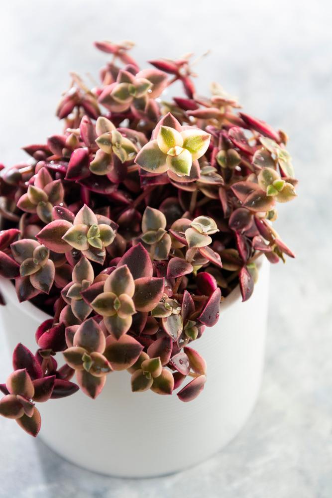 6" HB  Crassula Pellucida Variegata