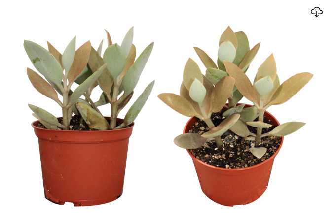 6" Kalanchoe Beharensis (Elephant's Ear) - C5899