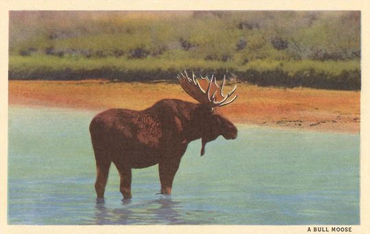 Found Image Press - AN-312 Postcard: Bull Moose AN-00312-PC2001-M