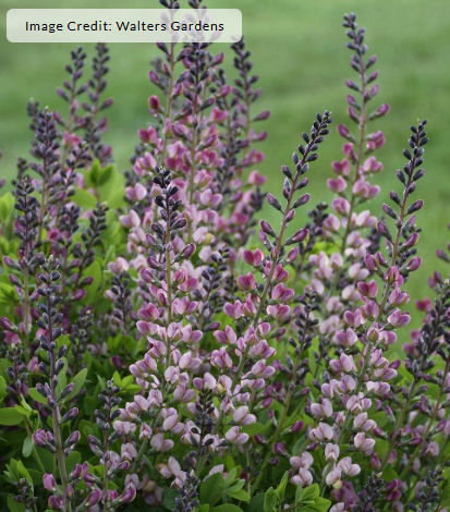 2G Baptisia x Decadence 'Pink Truffles' - 1020682