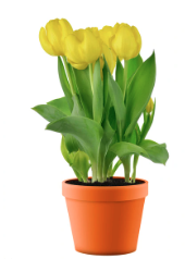 8" Tulip - Yellow