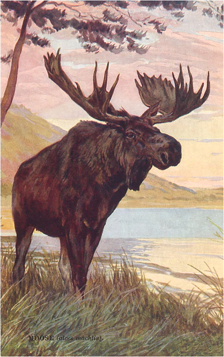 Found Image Press - AN-84 Postcard: Moose by Lake AN-00084-PC2001-M