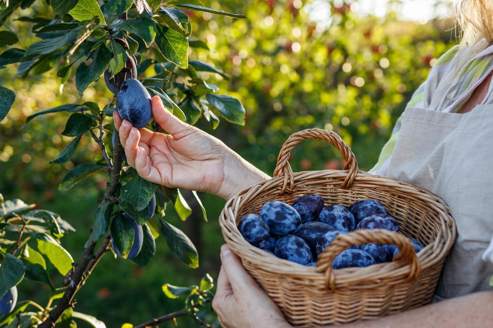Plums by the pound - Local