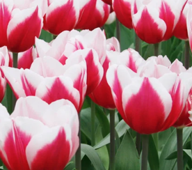 8" Tulip - Red/White