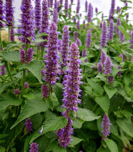 1G Agastache Rugosa (Purple Giant Hyssop) - 1030571