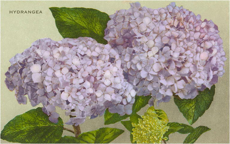 Found Image Press - FC-75 Postcard: Hydrangea FC-00075-PC2001-M