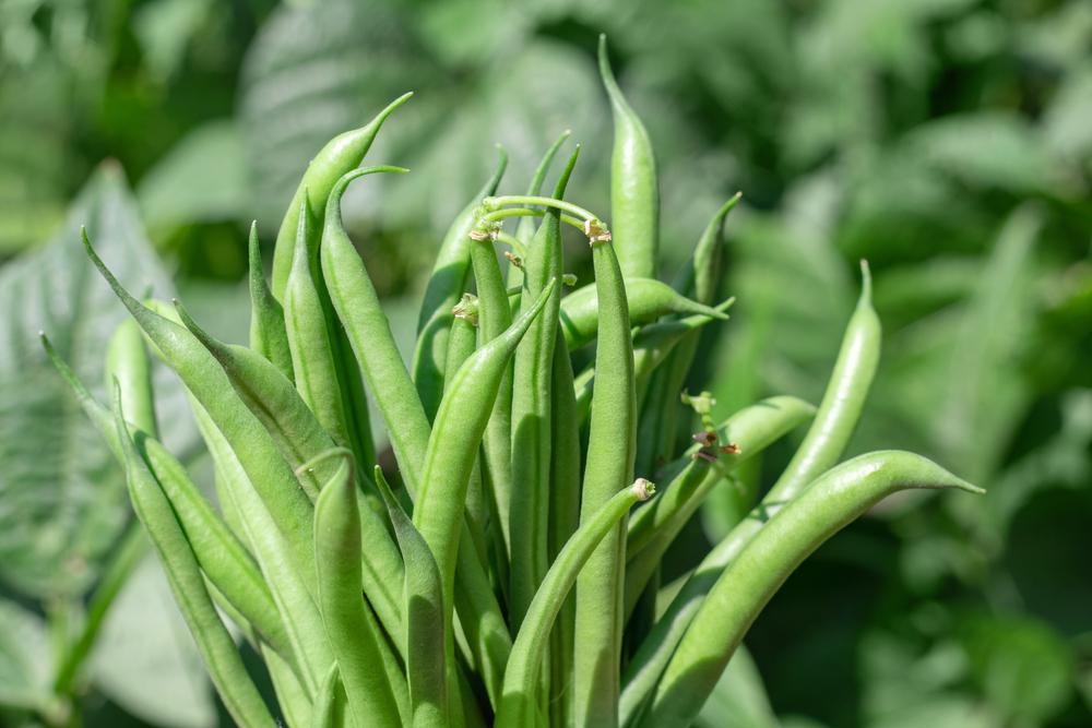 Green Beans (Local Hollis, NH) by the Pound