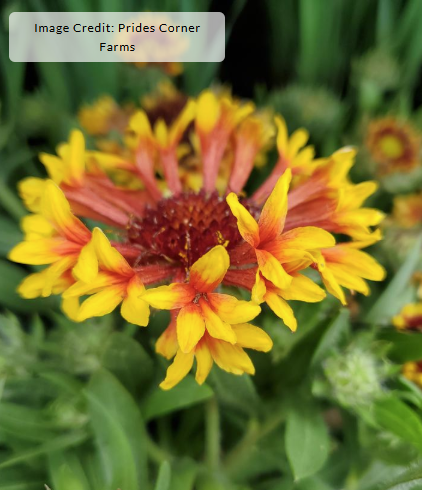 1G Gaillardia Aristata SpinTop (Blanketflower) 'Mariachi Copper Sun' - 1027284