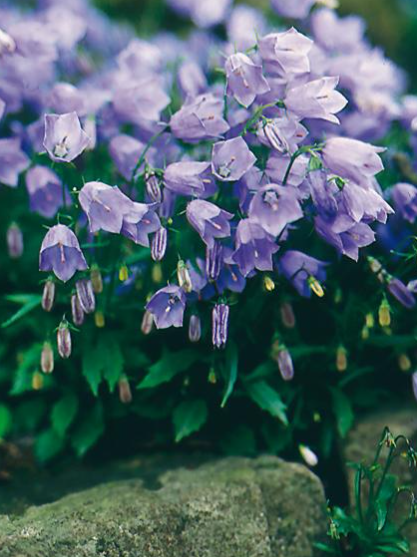 3" Campanula Cochleariifolia - (Fairies Thimbles Bellflower) - 'Bavaria Blue'