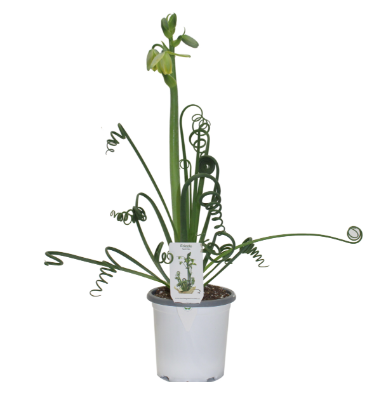 4" Albuca Sprialis 'Frizzle Sizzle' - T1863
