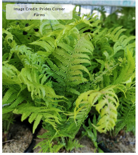 1G Matteuccia struthiopteris (Ostrich Fern) - 1001723