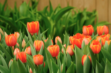 8" Tulip - Orange