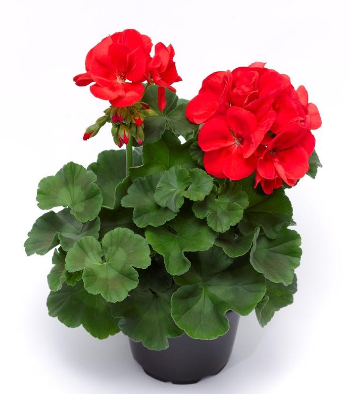 8" Geranium Zonal Assorted - 1012748