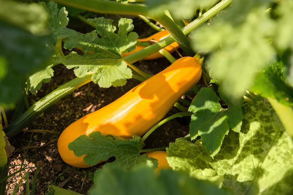 Summer Squash (Local Hollis NH) by the Pound