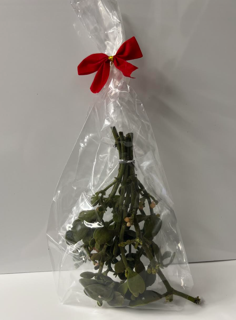 Oregon Mistletoe