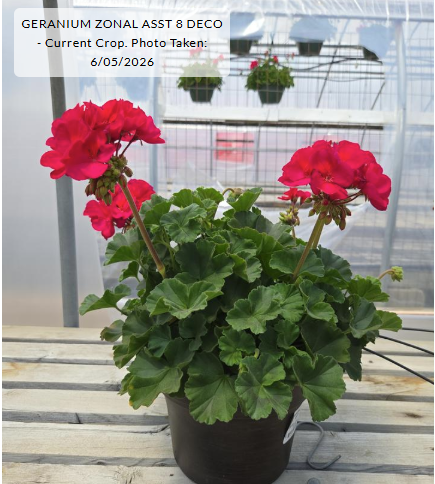 8" Geranium Zonal Assorted - 1012748