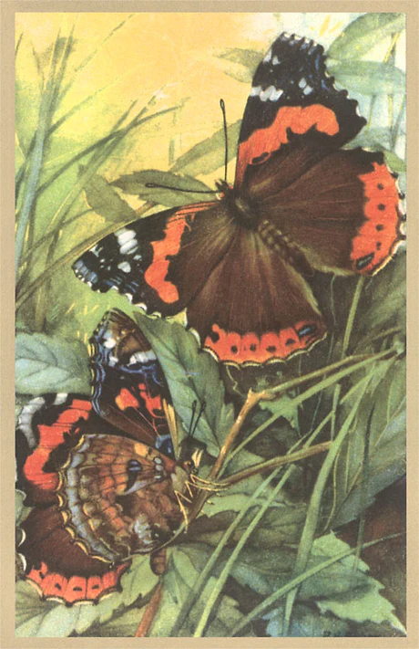 Found Image Press - IS-56 Postcard: Butterflies on Foliage IS-00056-PC2001-M