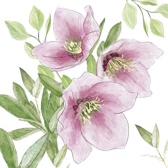 Ampelco Napkin Lunch ''Classic Helleborus'' 307-33318015