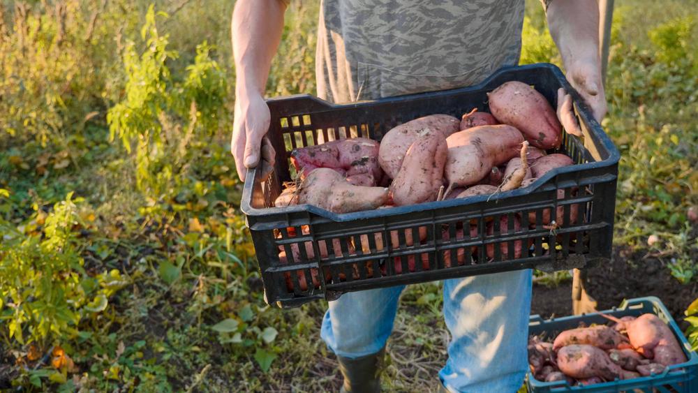Potatoes - Sweet - By the pound