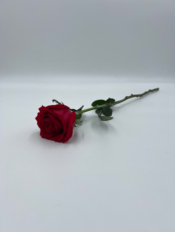Single Stem Rose - Red (20",  50 CM)