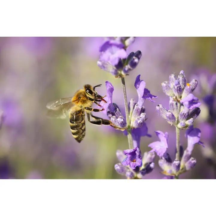 Sister Bees - Lavender Infused Honey 10 oz