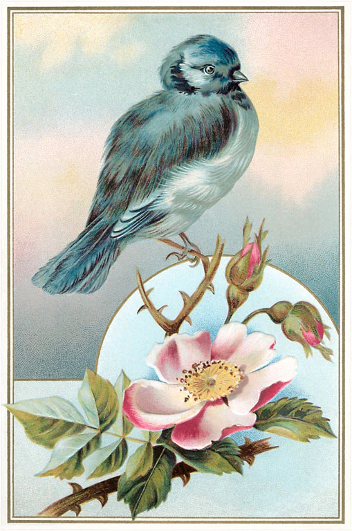 Found Image Press - BD-141 Postcard: Bluebird on Rose Bush BD-00141-PC2001-M