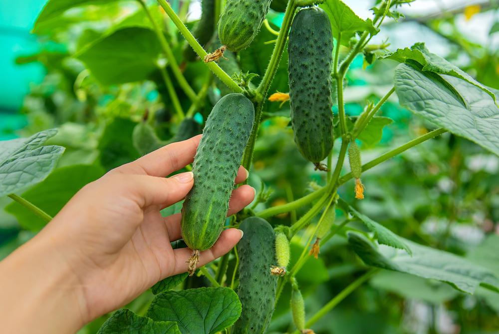 Pickling Cucumbers Pickles (Local Hollis NH) by the pound
