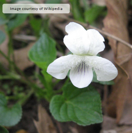 1G Viola Striata - Striped Cream Violet - 1012161