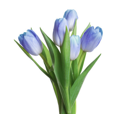 8" Tulip - Blue DISSVF