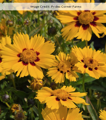 1G Coreopsis (Tickseed) 'Tequila Sunrise' - 1001961