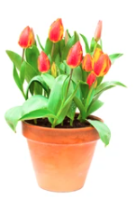 4.5" Tulip - Red/Yellow
