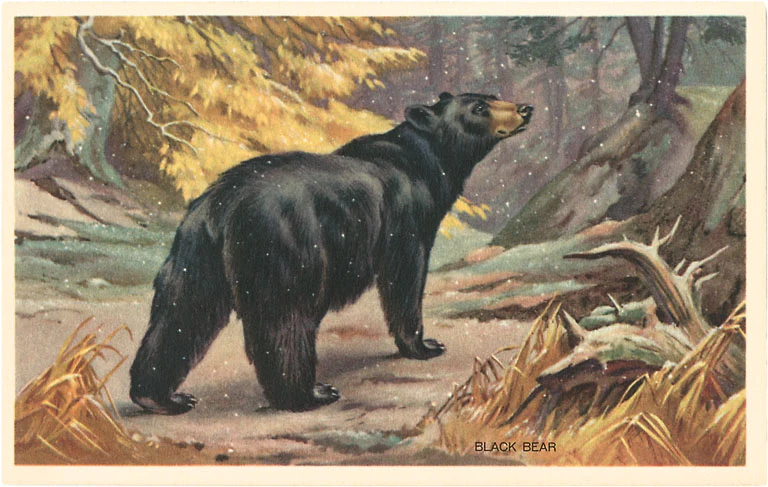 Found Image Press - AN-52 Postcard: Black Bear FAN-00052-PC2001-M