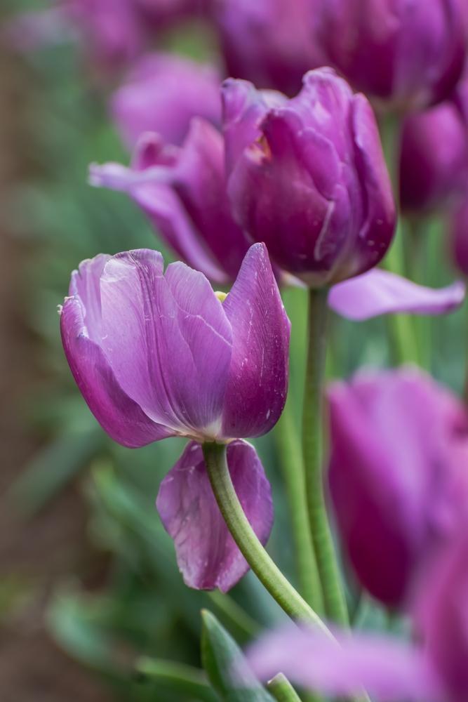 6" Tulip - Purple