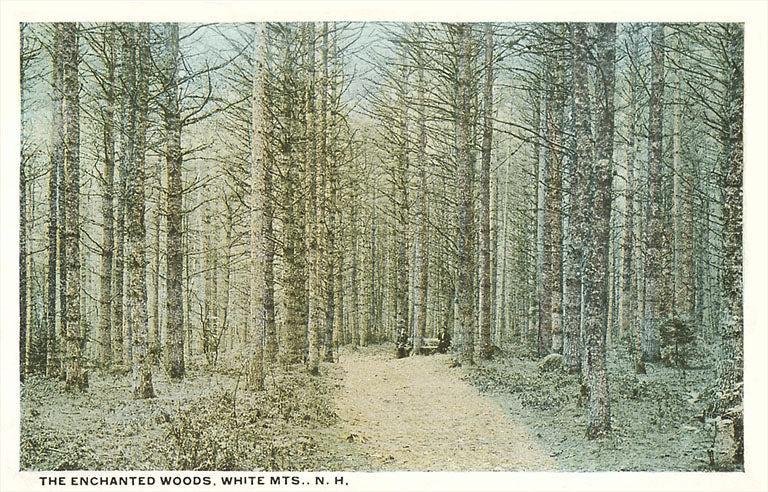 Found Image Press - FR-355 Postcard: NH-22 Postcard: Enchanted Woods, White Mountains NH-00022-PC2001-M