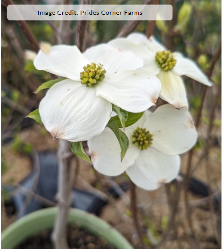 3G Cornus Florida (Flowering Dogwood) 'Cloud 9' - 1021688